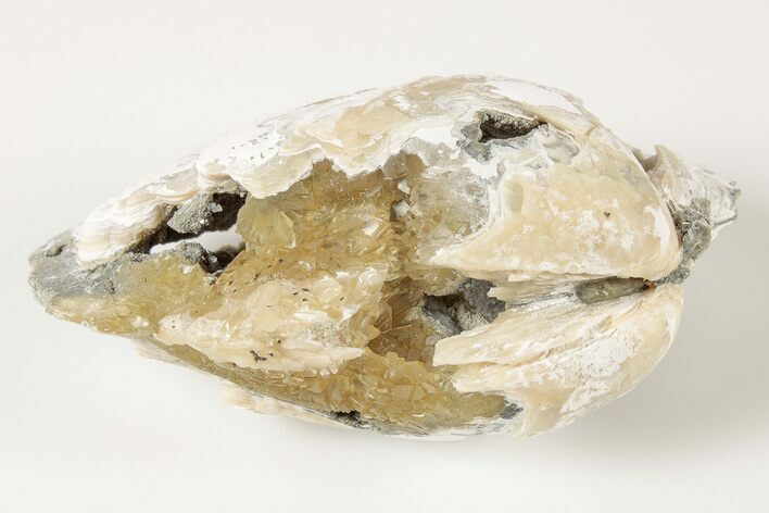 Fossil Clam with Fluorescent Calcite Crystals - Ruck's Pit, FL #191771